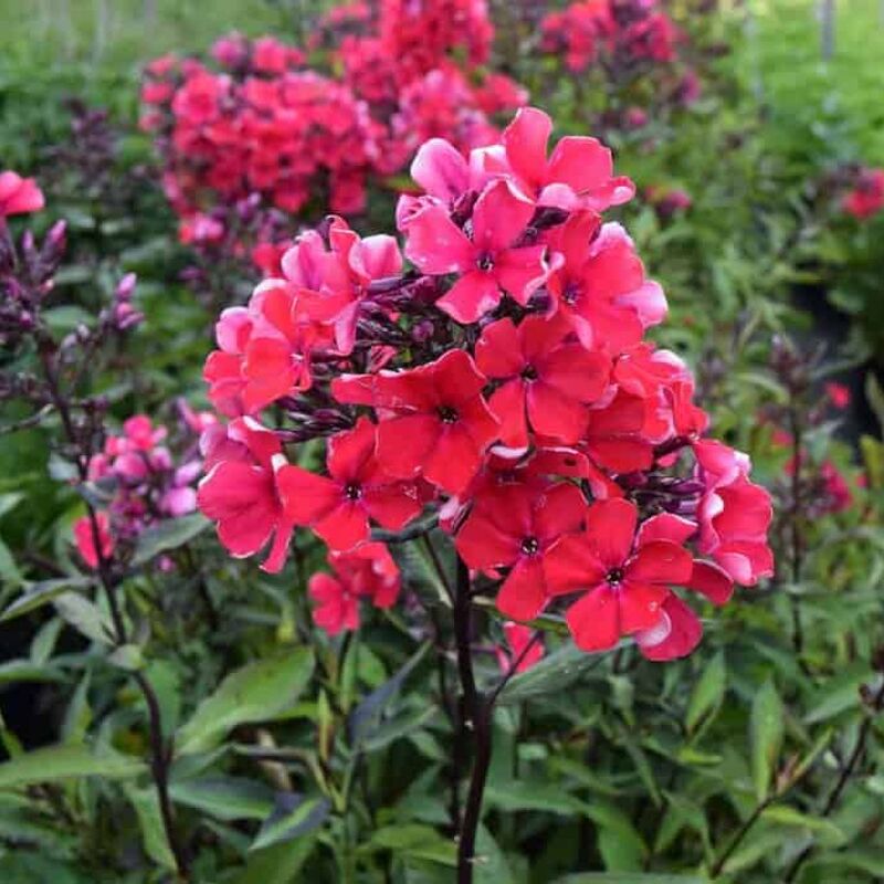 Phlox paniculata 'Starfire' ---